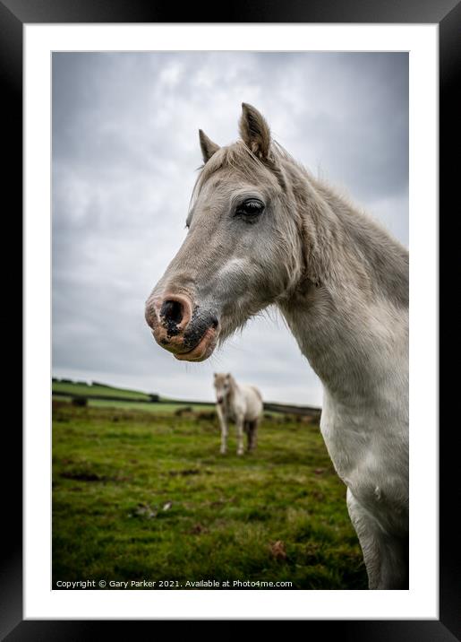 A single white, wild horse in the rural landscape of Wales. The autumn day is cloudy	 Framed Mounted Print by Gary Parker