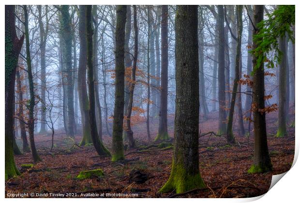 Misty Winter Woodland Print by David Tinsley