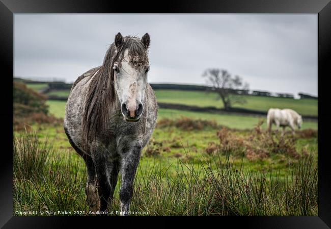 A wild horse, grey colour, looking at the camera, on a cloudy autumn day in Wales	 Framed Print by Gary Parker