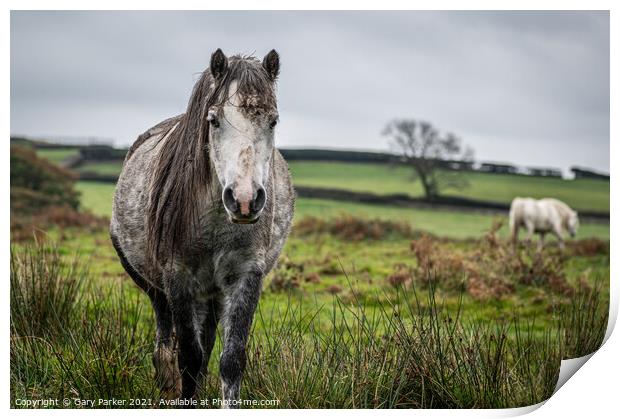 A wild horse, grey colour, looking at the camera, on a cloudy autumn day in Wales	 Print by Gary Parker