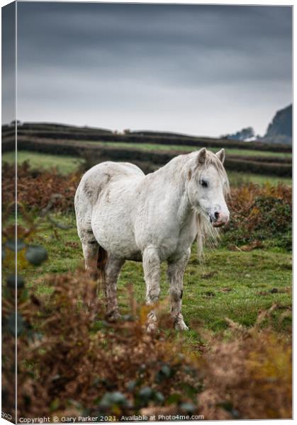 A single white, wild horse in the rural landscape of Wales. The autumn day is cloudy	 Canvas Print by Gary Parker