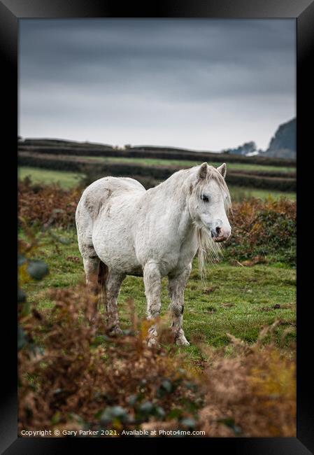 A single white, wild horse in the rural landscape of Wales. The autumn day is cloudy	 Framed Print by Gary Parker