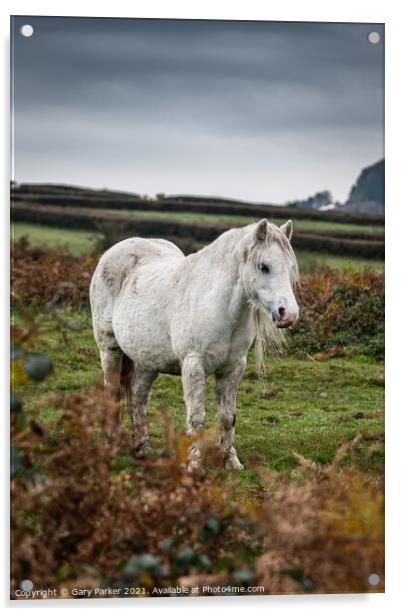 A single white, wild horse in the rural landscape of Wales. The autumn day is cloudy	 Acrylic by Gary Parker