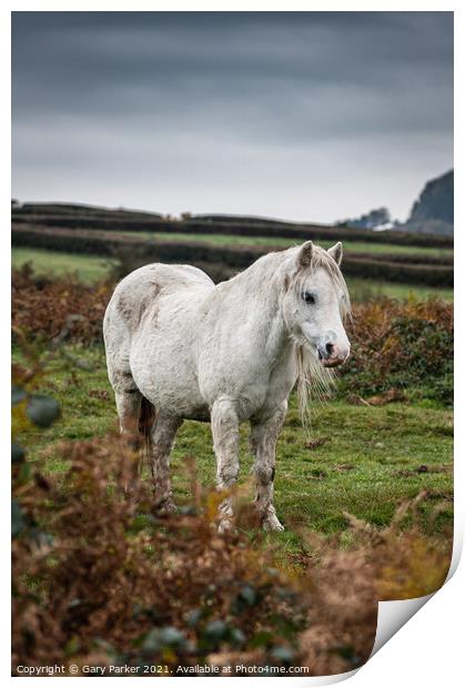 A single white, wild horse in the rural landscape of Wales. The autumn day is cloudy	 Print by Gary Parker