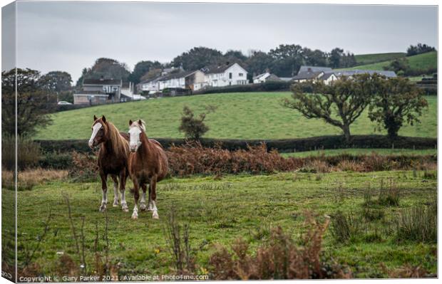 Two wild horses, in the Welsh landscape. It is autumn and the sky is cloudy	 Canvas Print by Gary Parker