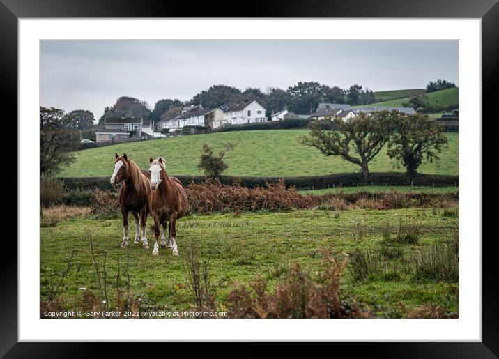Two wild horses, in the Welsh landscape. It is autumn and the sky is cloudy	 Framed Mounted Print by Gary Parker