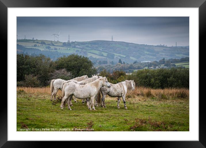 A herd of wild horses, in the Welsh landscape. Framed Mounted Print by Gary Parker