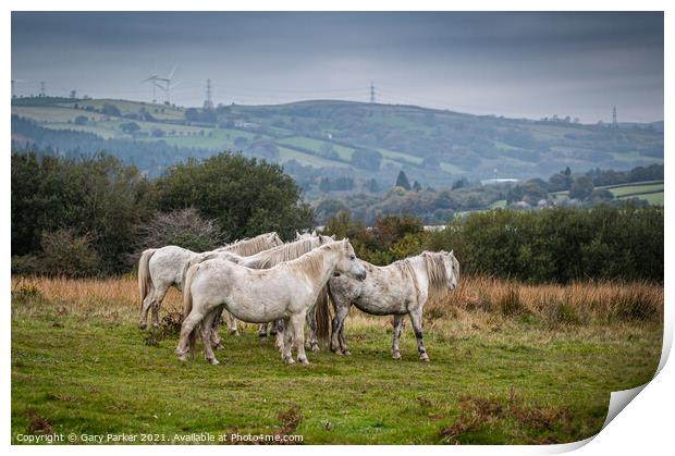 A herd of wild horses, in the Welsh landscape. Print by Gary Parker