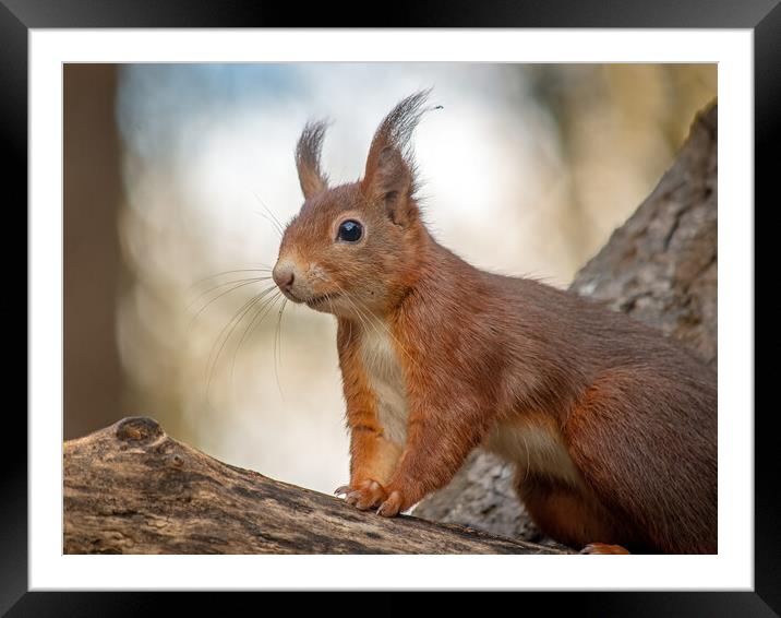 Red squirrel standing on a log Framed Mounted Print by Vicky Outen