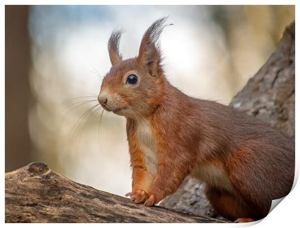 Red squirrel standing on a log Print by Vicky Outen
