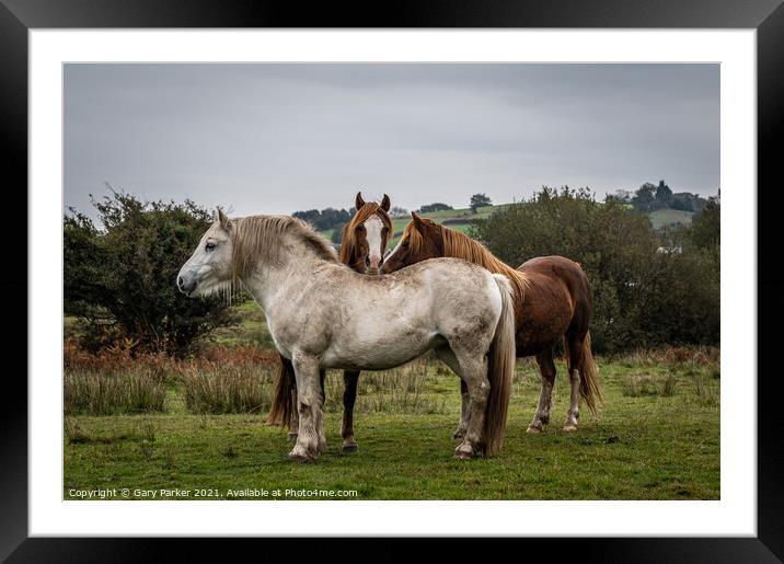 A herd of wild horses, in the Welsh landscape. It is autumn and the sky is cloudy	 Framed Mounted Print by Gary Parker