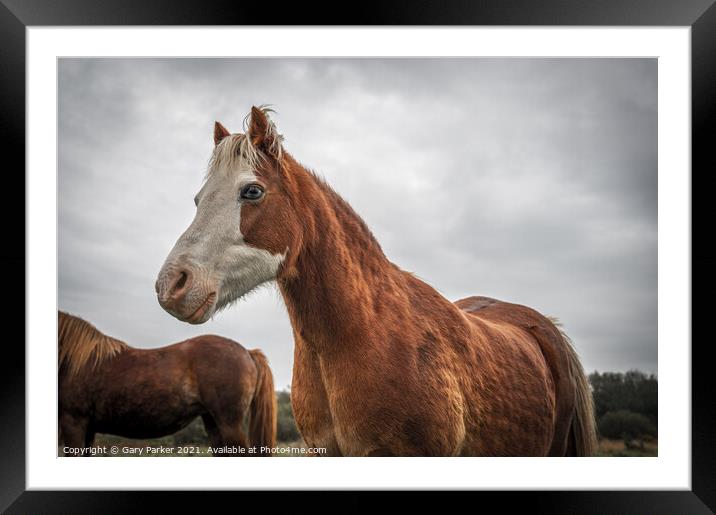 A beautiful, brown, wild horse, looking at the camera, framed against an autumn sky and landscape	 Framed Mounted Print by Gary Parker