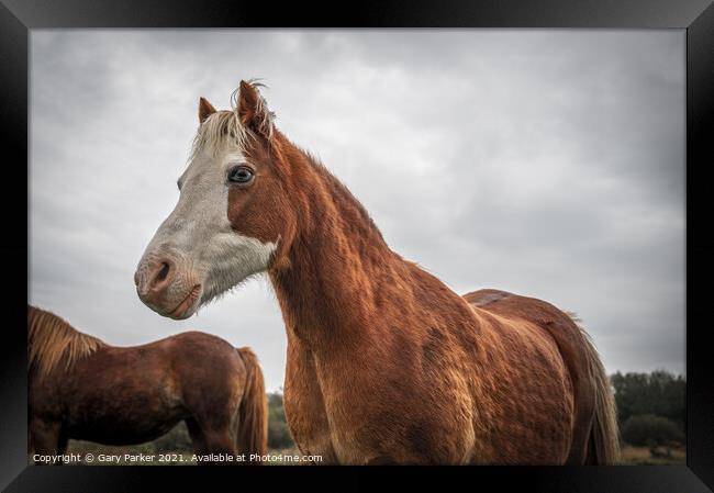 A beautiful, brown, wild horse, looking at the camera, framed against an autumn sky and landscape	 Framed Print by Gary Parker