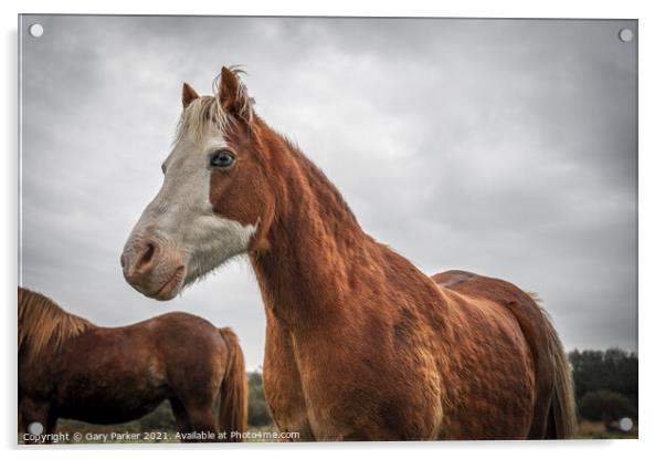 A beautiful, brown, wild horse, looking at the camera, framed against an autumn sky and landscape	 Acrylic by Gary Parker