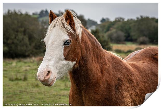 A beautiful, brown, wild horse, looking at the camera, framed against an autumn sky and landscape	 Print by Gary Parker