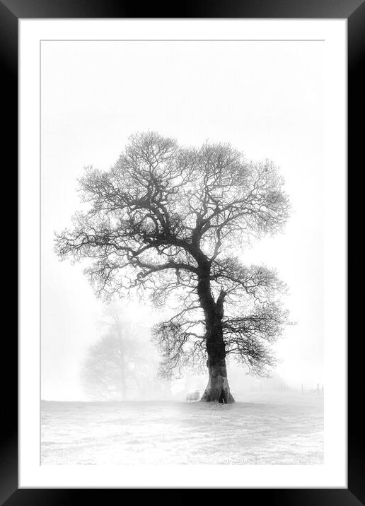 A Sheep Under aTree Framed Mounted Print by Stuart Chapman