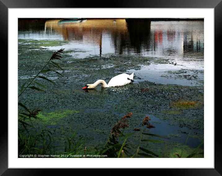 Mute Swan feeding Framed Mounted Print by Stephen Hamer