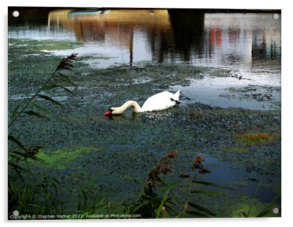Mute Swan feeding Acrylic by Stephen Hamer