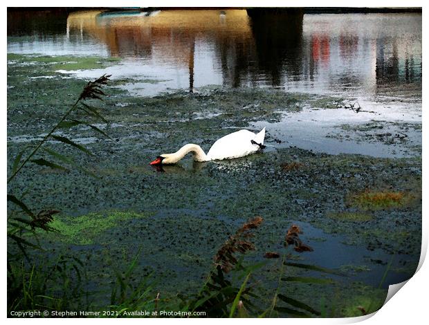 Mute Swan feeding Print by Stephen Hamer