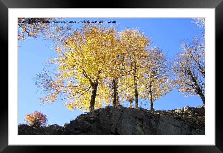 Plant tree Framed Mounted Print by Ali asghar Mazinanian