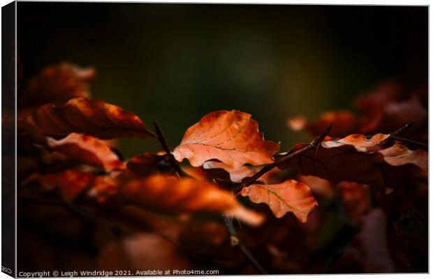 Winter Leaves Canvas Print by Leigh Windridge