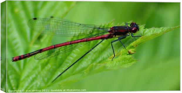 Large Red Damsel Fly Canvas Print by sue jenkins