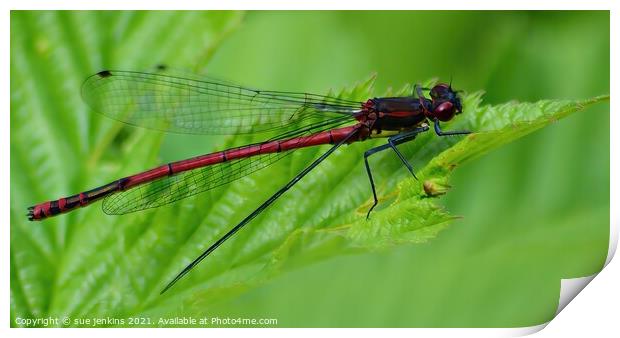 Large Red Damsel Fly Print by sue jenkins