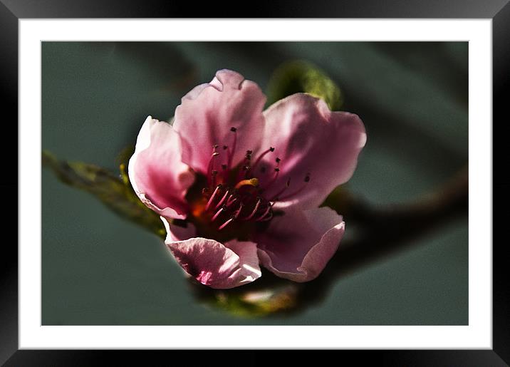 Touch of Spring Framed Mounted Print by Kathleen Stephens