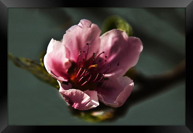 Touch of Spring Framed Print by Kathleen Stephens