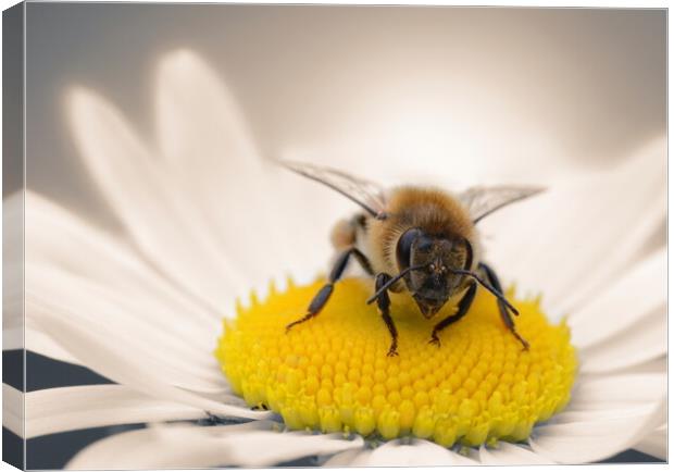 Honey Bee on Daisy Canvas Print by David Neighbour