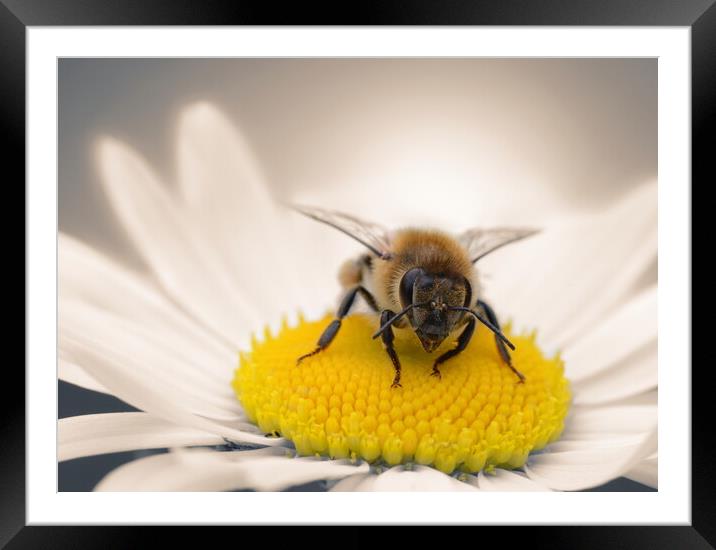 Honey Bee on Daisy Framed Mounted Print by David Neighbour