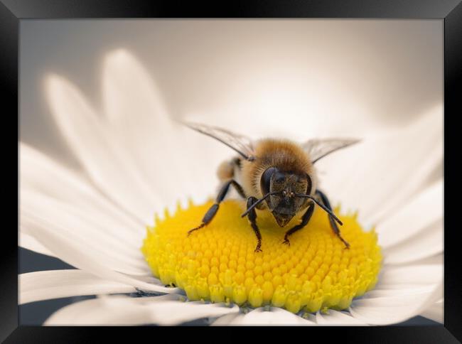 Honey Bee on Daisy Framed Print by David Neighbour