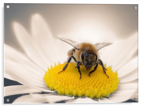 Honey Bee on Daisy Acrylic by David Neighbour