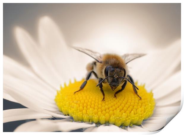 Honey Bee on Daisy Print by David Neighbour