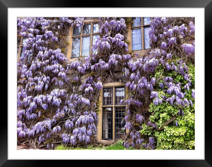 Wisteria Framed Mounted Print by Sheila Ramsey