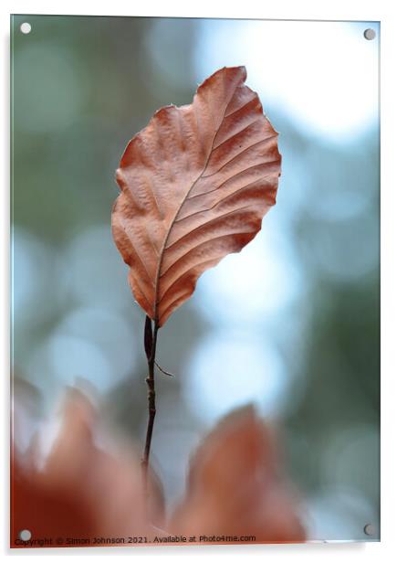 Beech leaf Acrylic by Simon Johnson