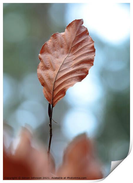 Beech leaf Print by Simon Johnson