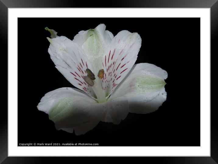 Delicate Lily Framed Mounted Print by Mark Ward