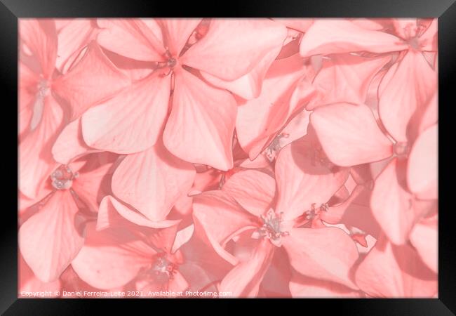 Coral Colored Hortensias Framed Print by Daniel Ferreira-Leite