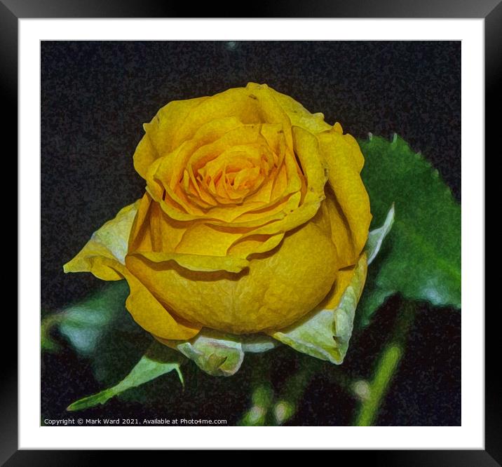 Yellow Rose Framed Mounted Print by Mark Ward