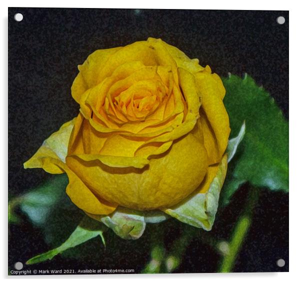 Yellow Rose Acrylic by Mark Ward