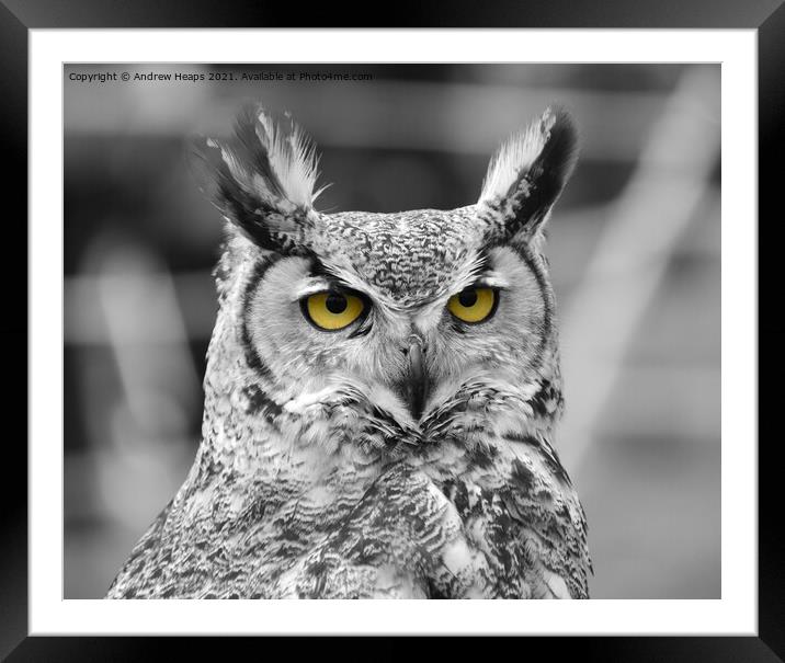 Eagle Owl in black and white  Framed Mounted Print by Andrew Heaps
