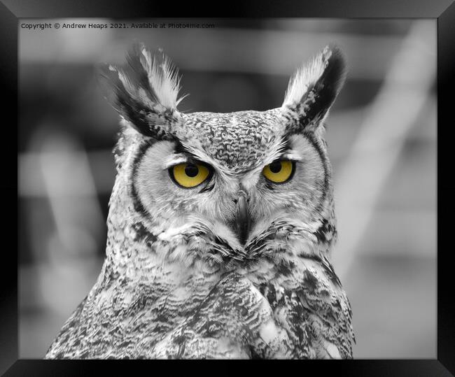 Eagle Owl in black and white  Framed Print by Andrew Heaps