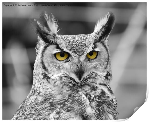Eagle Owl in black and white  Print by Andrew Heaps