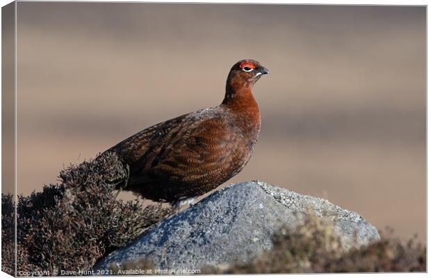Red Grouse, Lagopus lagopus scotica Canvas Print by Dave Hunt