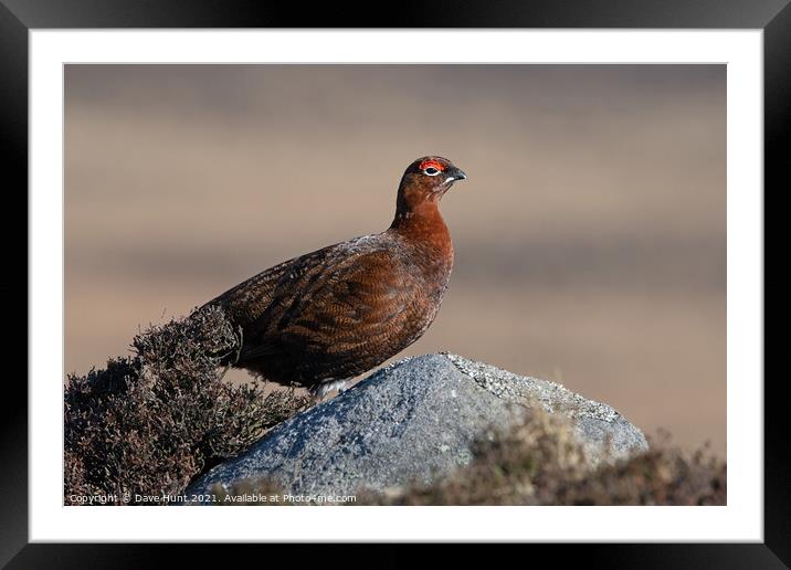 Red Grouse, Lagopus lagopus scotica Framed Mounted Print by Dave Hunt
