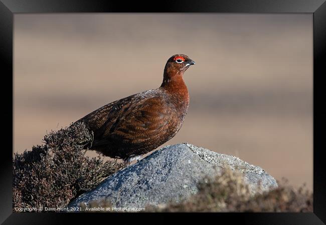 Red Grouse, Lagopus lagopus scotica Framed Print by Dave Hunt