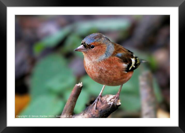 Majestic Chaffinch on a Blossoming Branch Framed Mounted Print by Simon Marlow