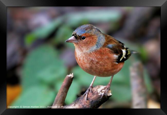 Majestic Chaffinch on a Blossoming Branch Framed Print by Simon Marlow