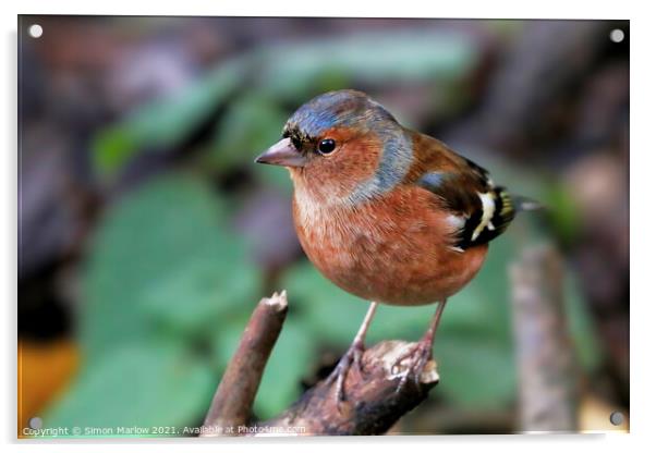 Majestic Chaffinch on a Blossoming Branch Acrylic by Simon Marlow